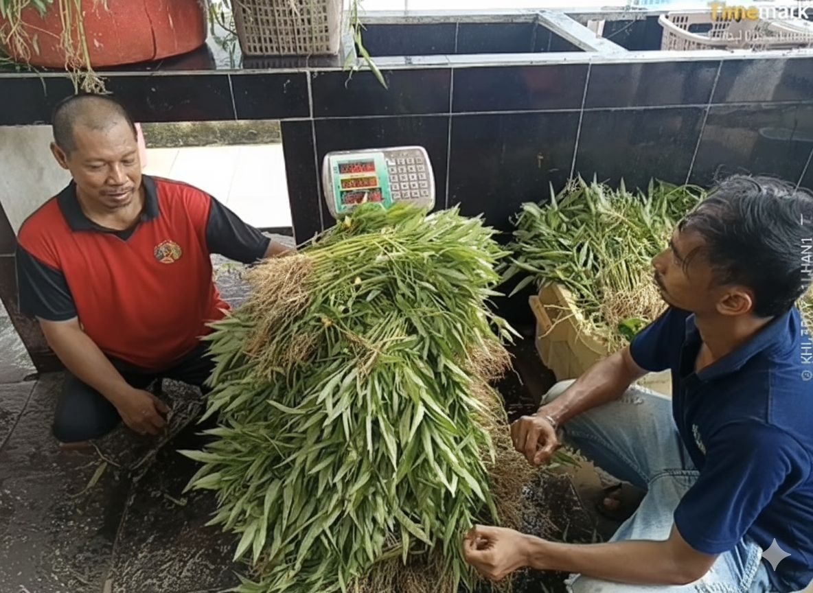 Dari Lahan Asimilasi ke Dapur Lapas: Panen Kangkung 115 Kg Wujud Pembinaan dan Ketahanan Pangan