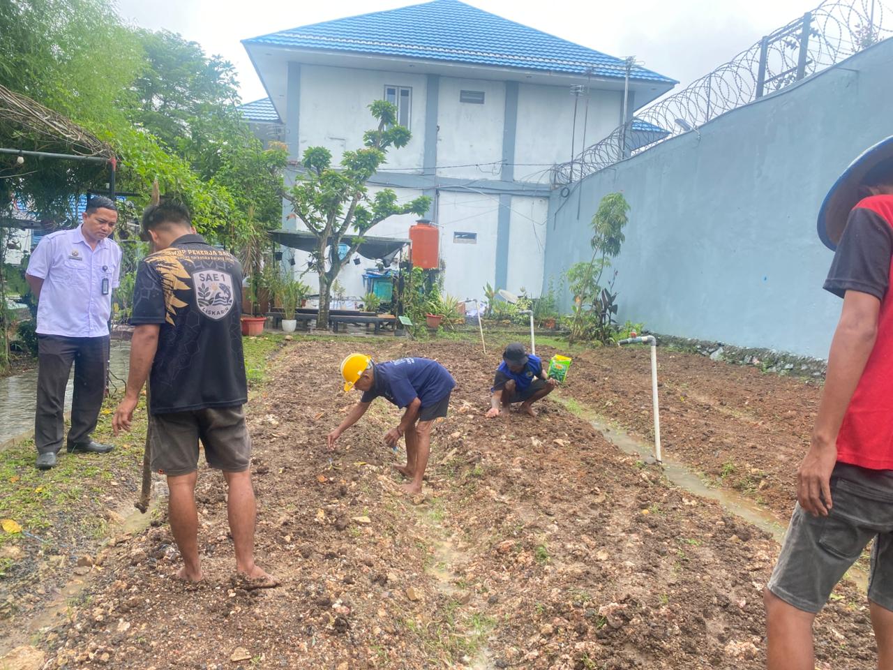 Dukung Ketahanan Pangan, Lapas Narkotika Karang Intan Tebar 4 Kg Bibit Kangkung di SAE 1